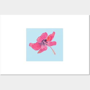 Pink Tropical Hibiscus Watercolor Illustration with a light blue background Posters and Art